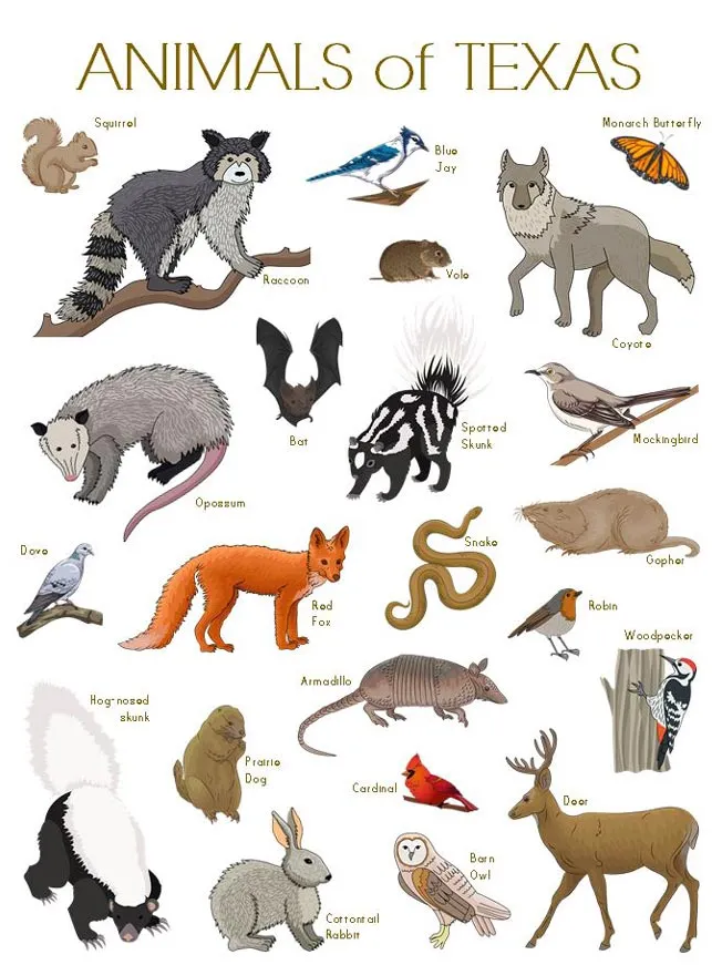 Animals of Texas Printable | Cute & Informed