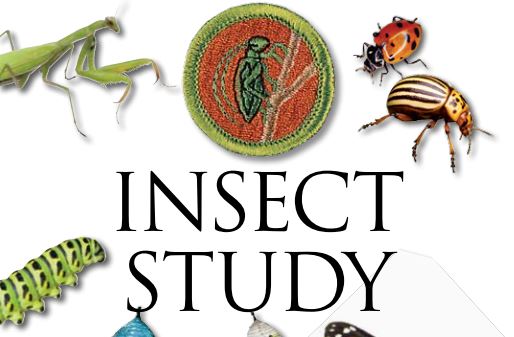07 | Insect Study Merit Badge at Moody Gardens